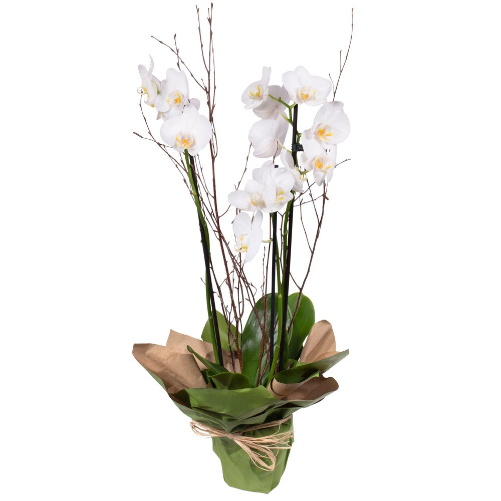 Orchid Product Image