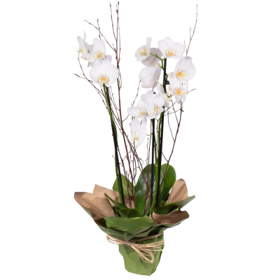 Orchid - Orchid Plant